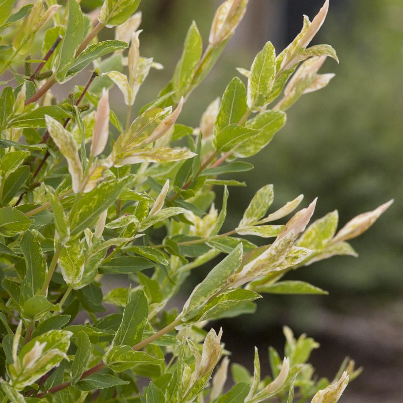 Dappled Willow