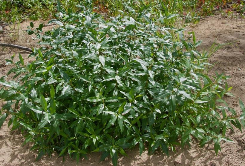 Shining Willow