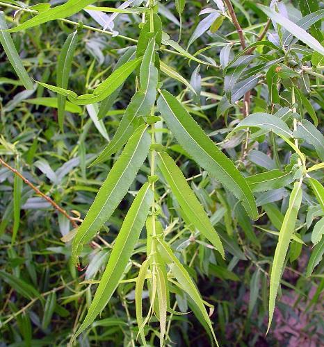 Black Willow