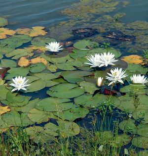 White Waterlily, Fragrant White Waterlily