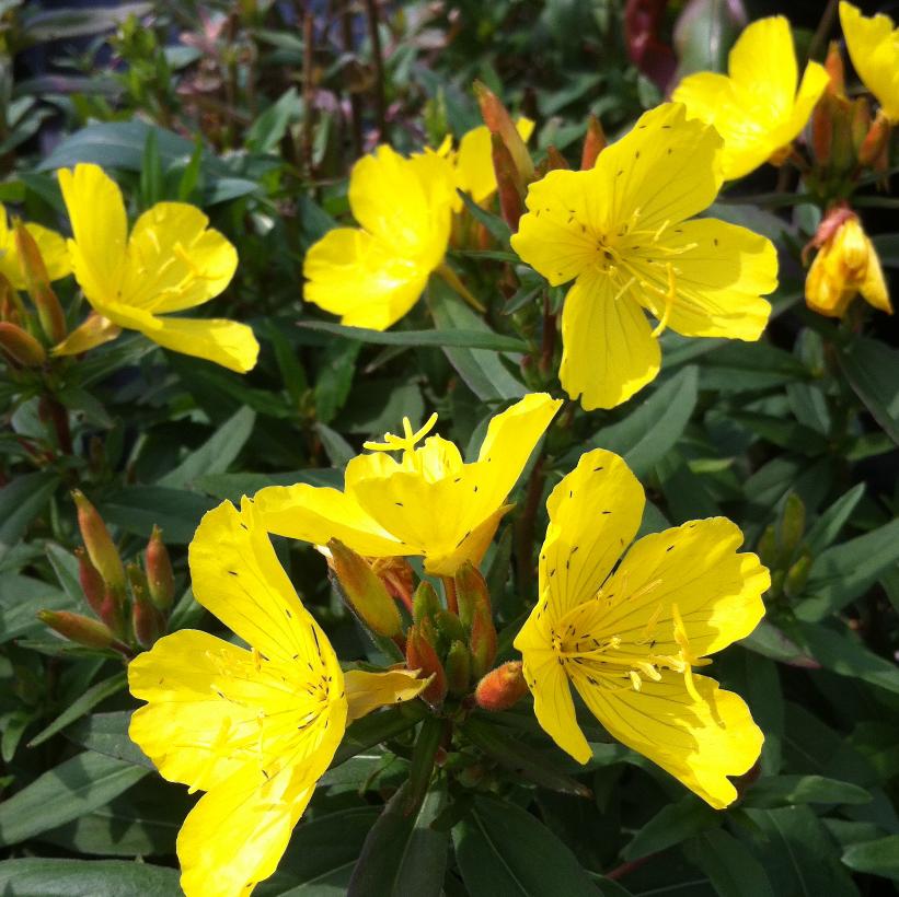 Sundrops
