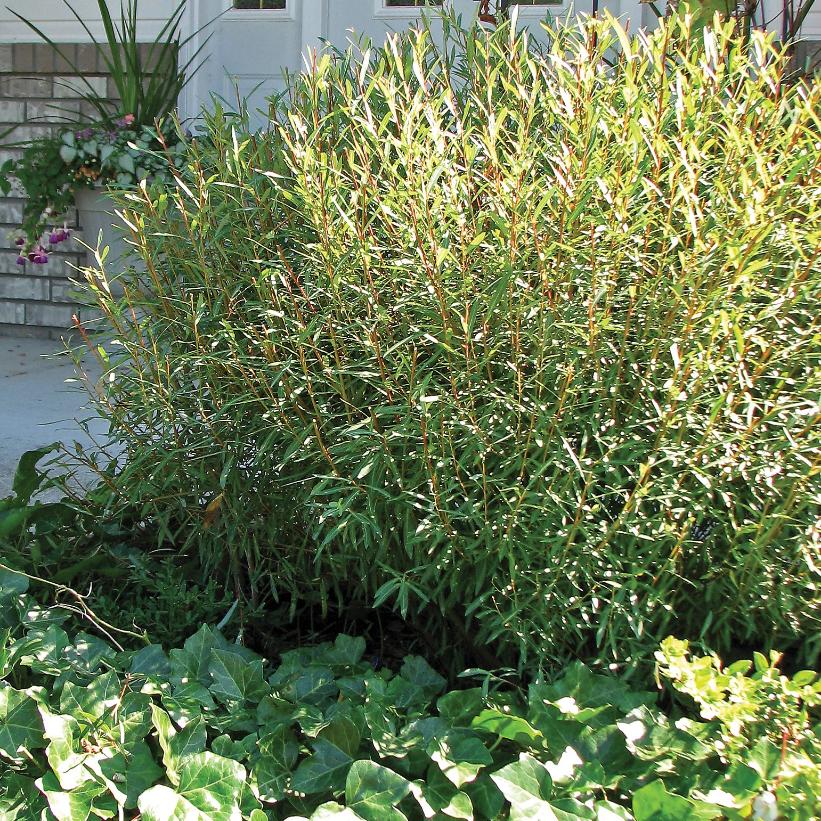 Nana Blue Arctic Willow