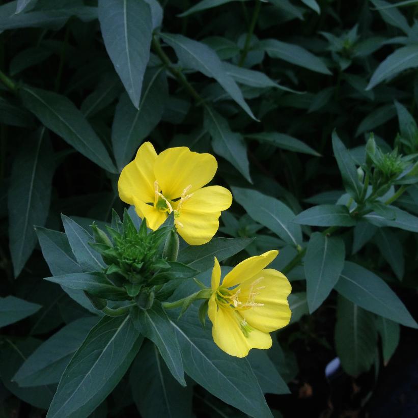 Evening Primrose, Evening Star, King&