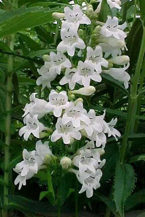 Foxglove Beardtongue, Smooth White Beardtongue, Talus Slope Penstemon