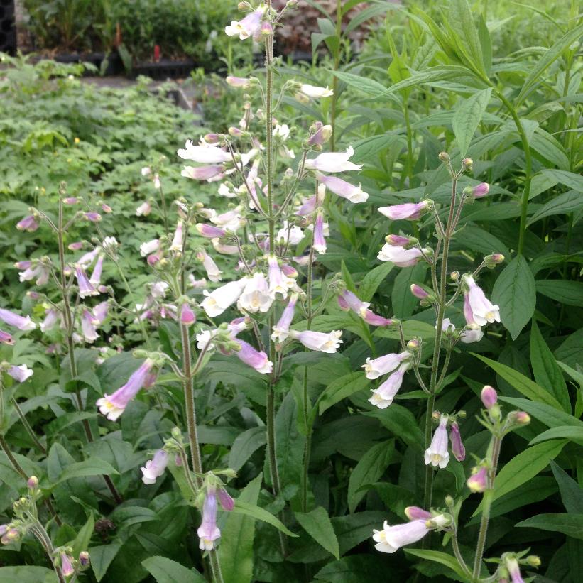 Hairy Beardtongue