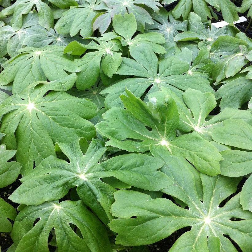 Mayapple, Indian Apple, Wild Mandrake