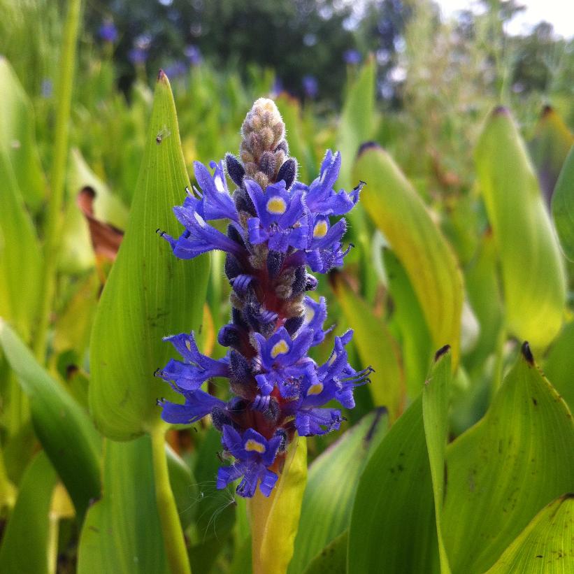 Pickerelweed