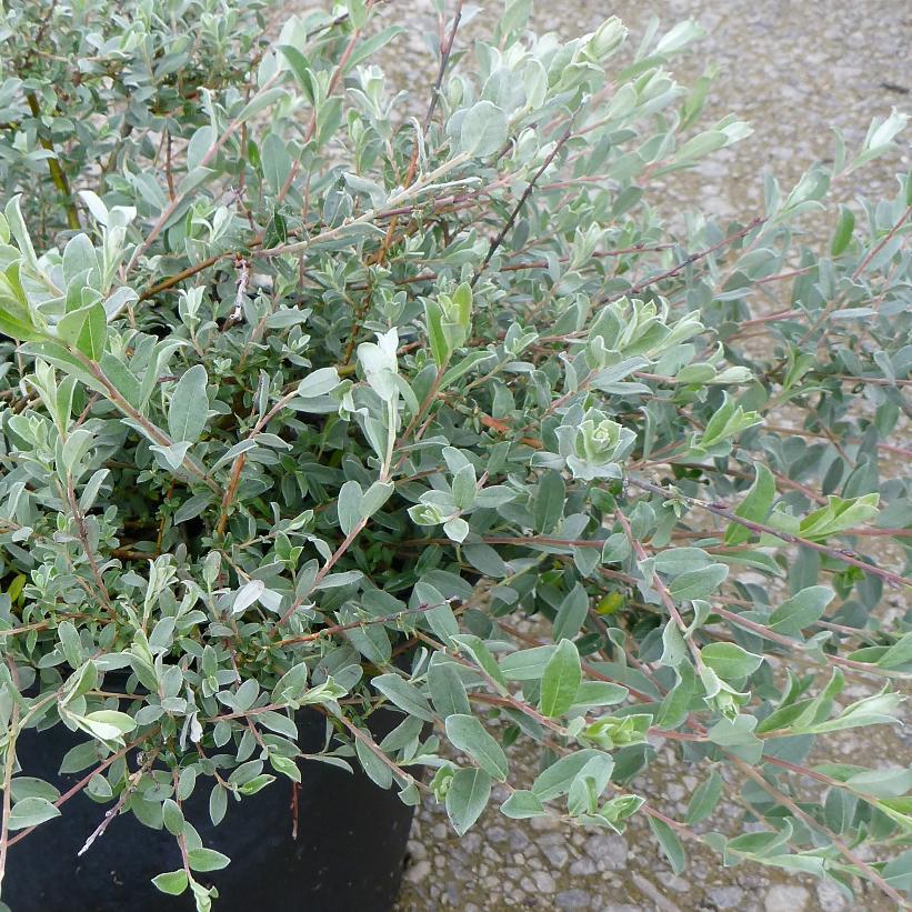 Creeping Willow