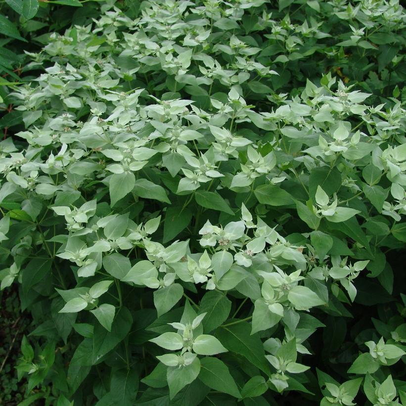 Short Toothed Mountain Mint, Big Leaf Mountain Mint, Clustered Mountain Mint