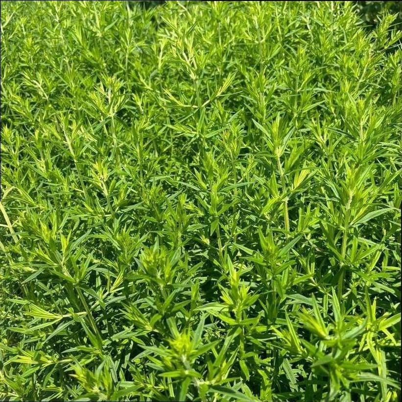 Virginia Mountain Mint, American Mountain Mint