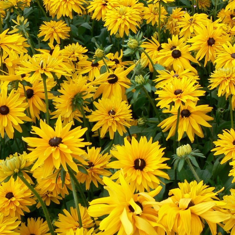 Gloriosa Daisy, Black-eyed Susan