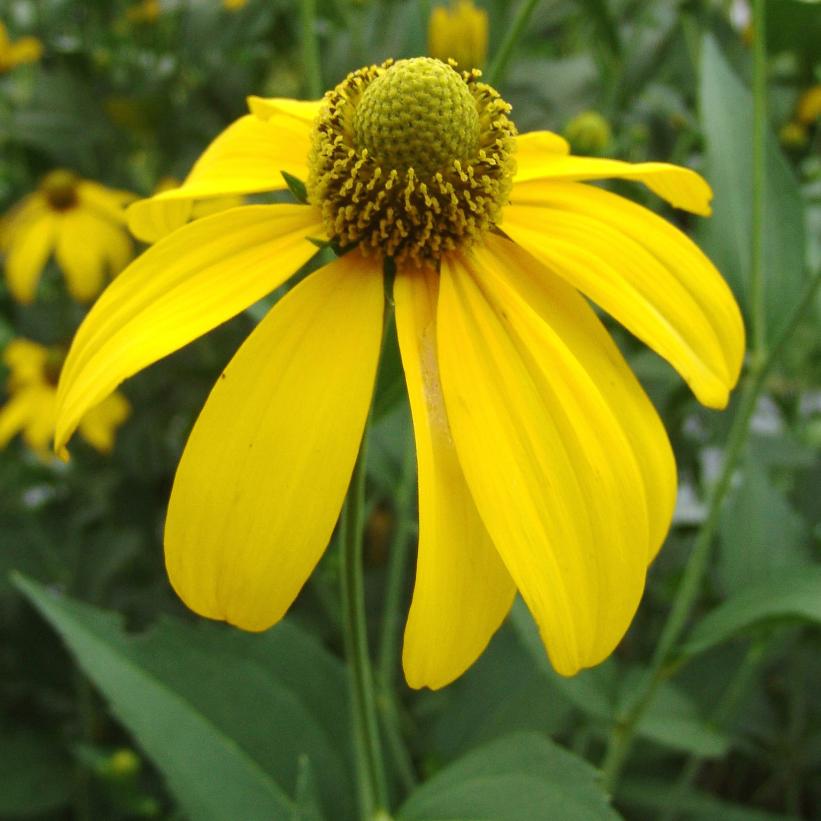 Cutleaf Coneflower, Tall Coneflower