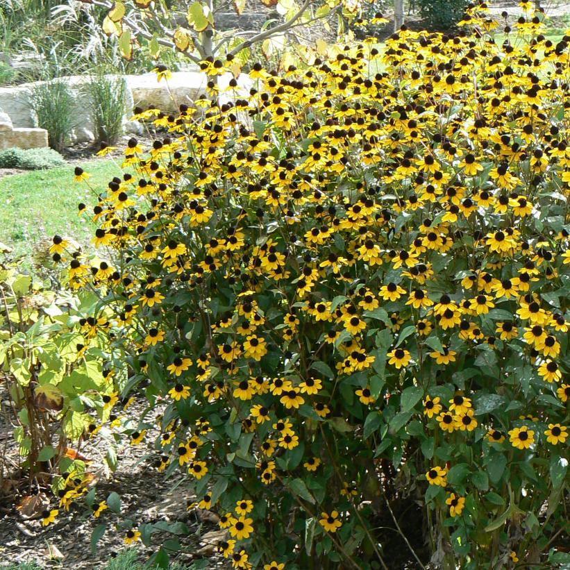 Three Lobed Coneflower, Brown-eyed Coneflower, Thin-leaved Coneflower