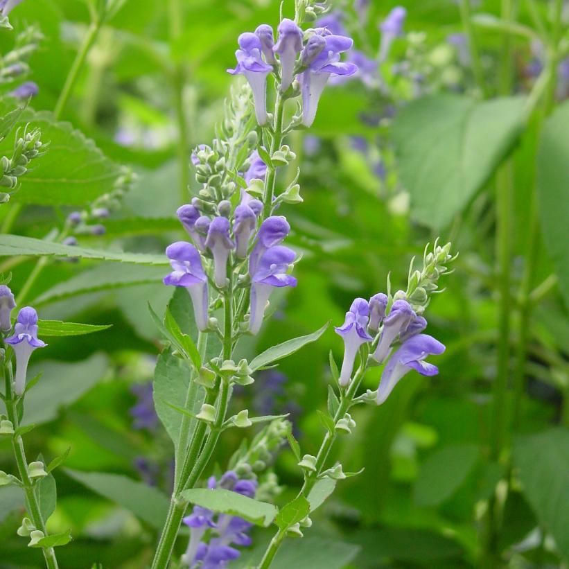 Hoary Skullcap, Downy Skullcap