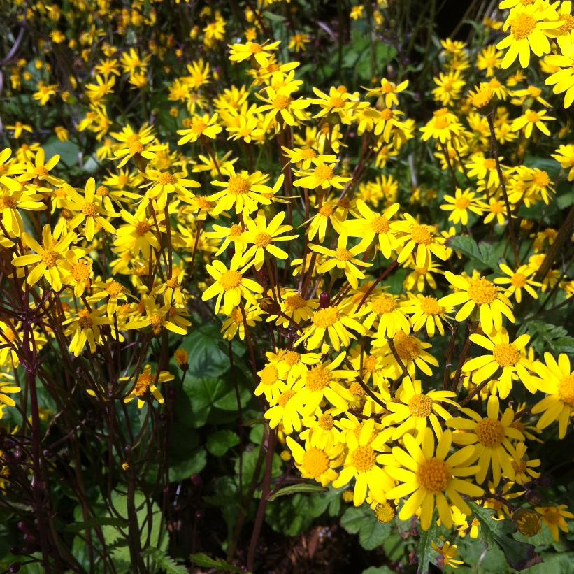 Golden Ragwort, Golden Groundsel