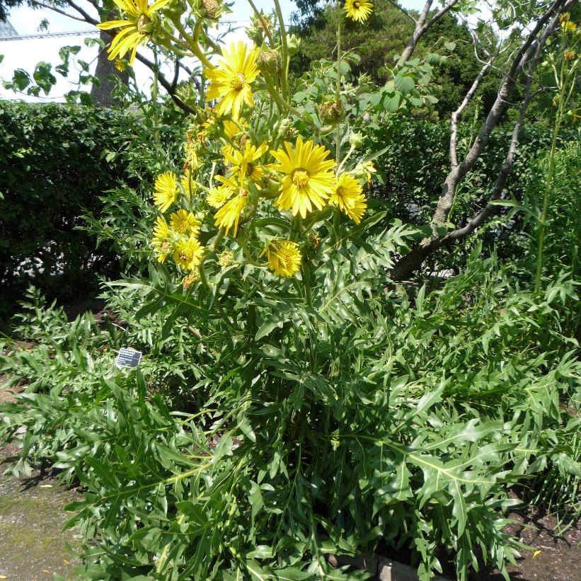 Compass Plant, Pilot Plant, Polar Plant