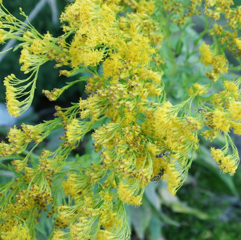 Stiff Goldenrod