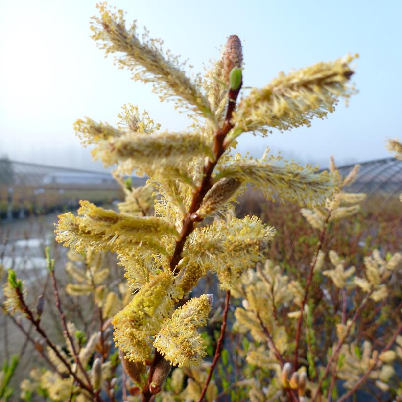 Sekka Dragon Willow