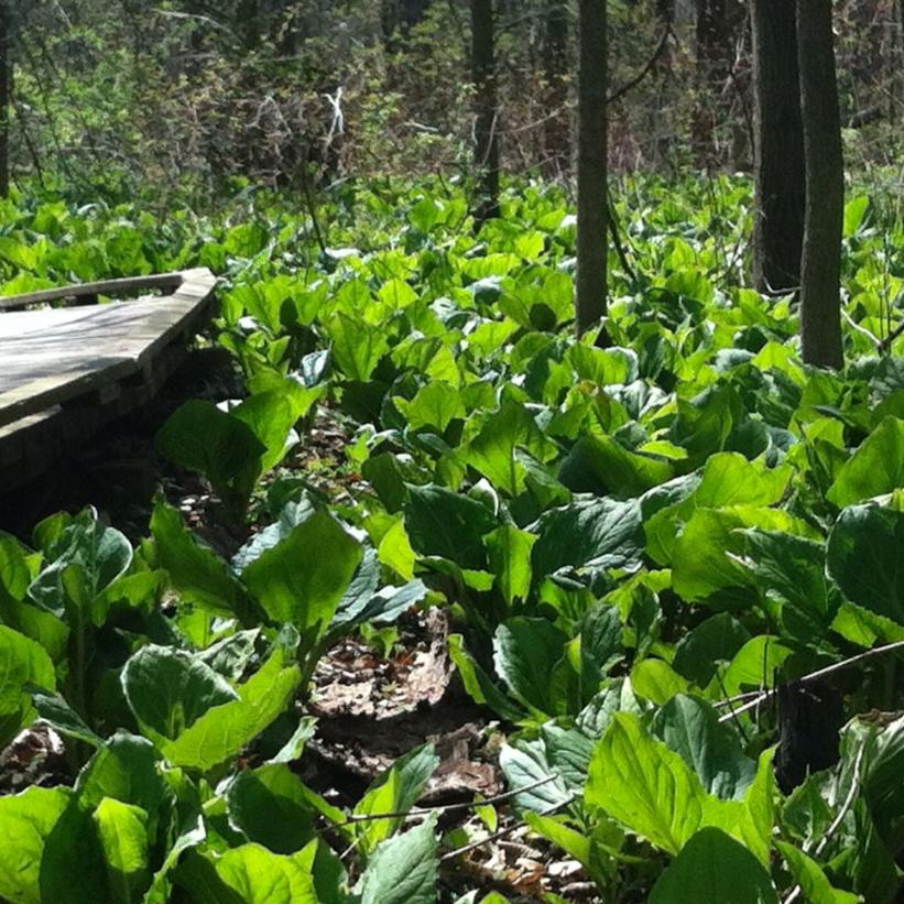 Skunk Cabbage