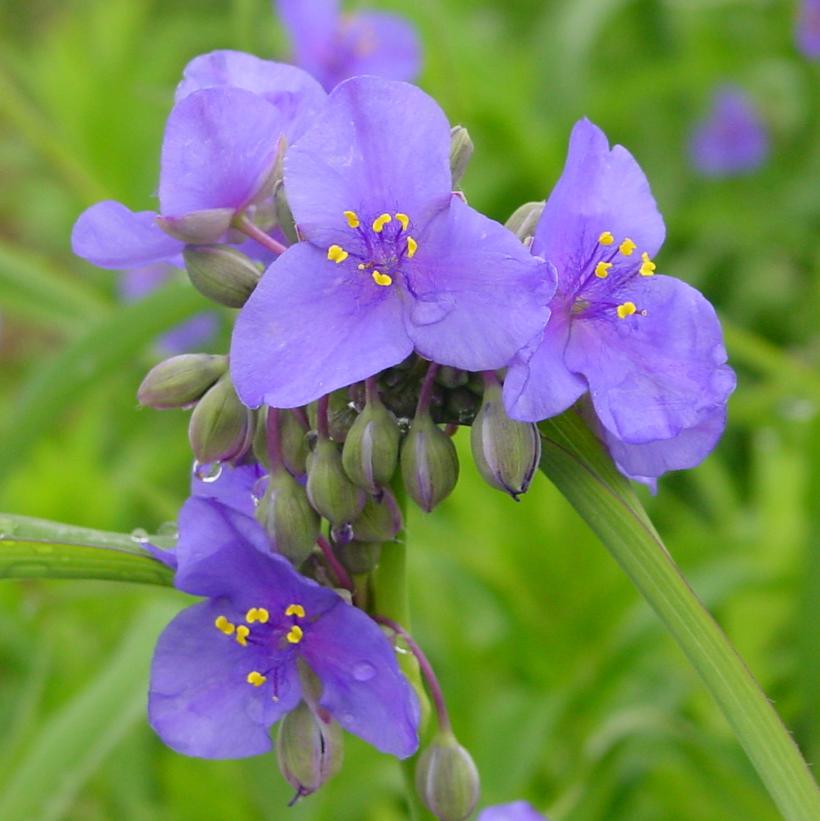Ohio Spiderwort
