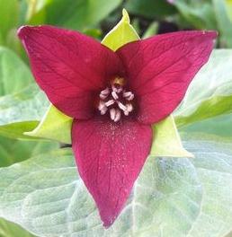 Red Trillium, Wake-robin, Stinking Benjamin