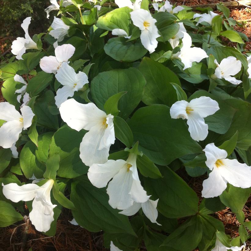 White Trillium, White Wakerobin, Great White Trillium