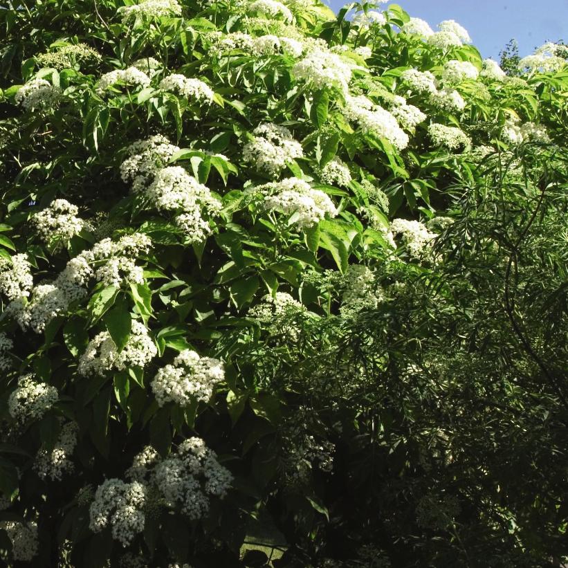 Aurea Golden Elderberry