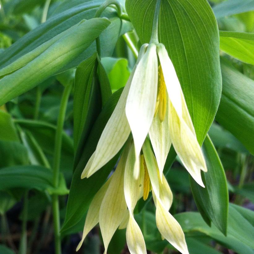 Large-flowered Bellwort