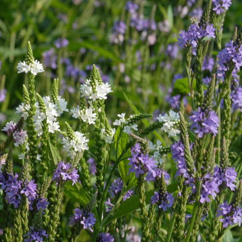 Blue Vervain