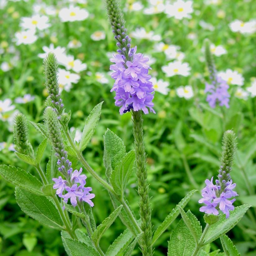 Hoary Vervain