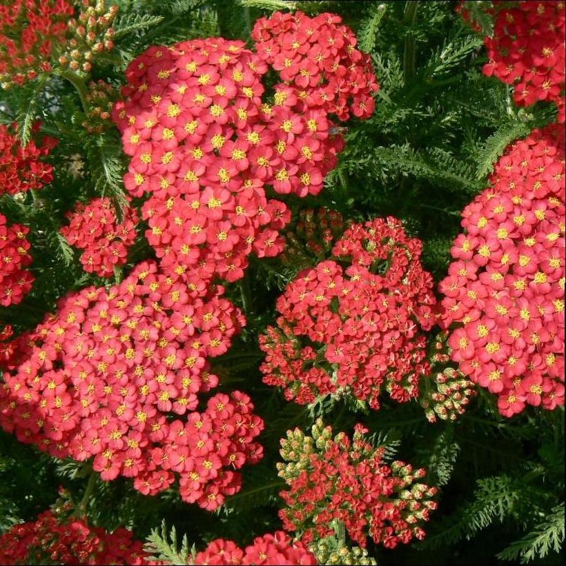 Paprika Yarrow