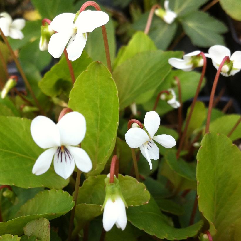 Canada Violet