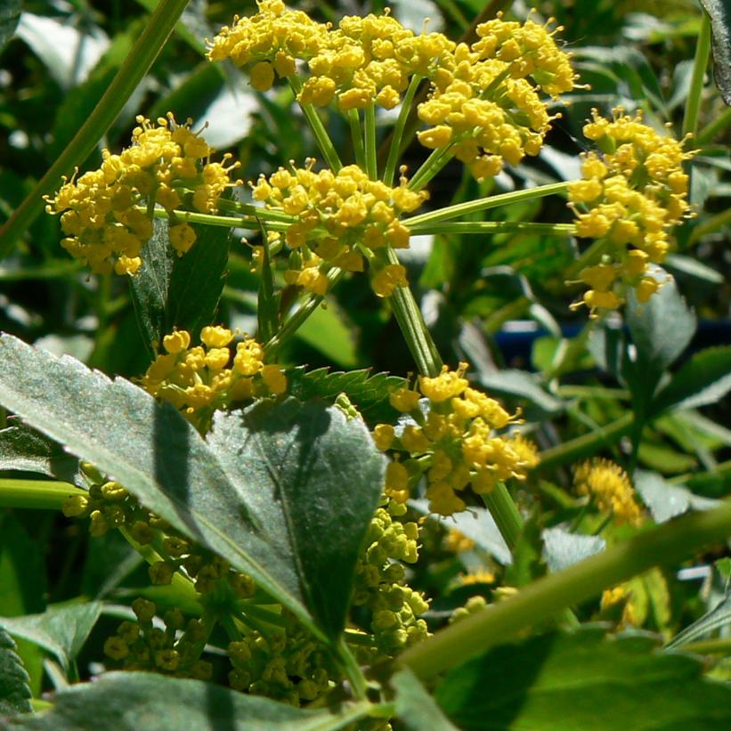 Golden Alexander - Zizia aurea