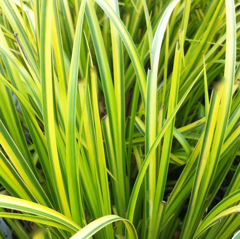 Grassy-leaved Sweet Flag