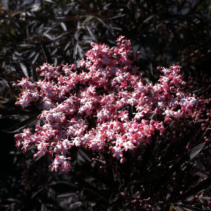 Black Lace® Elderberry, Black Elderberry