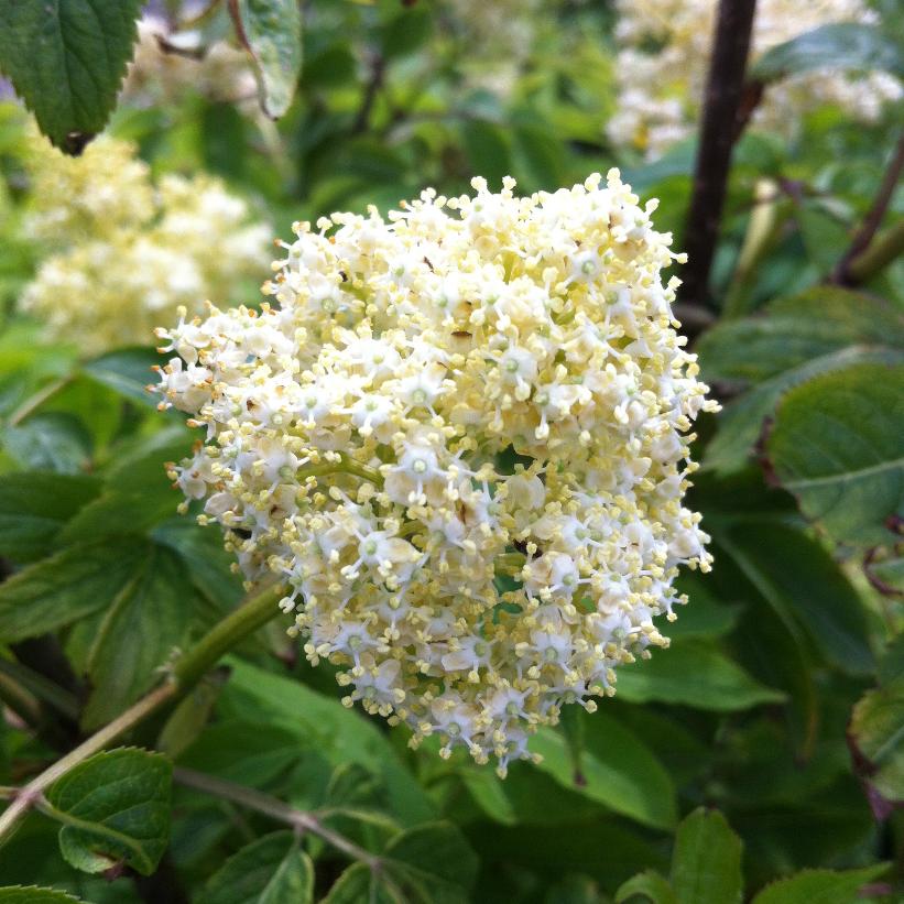 Scarlet Elderberry