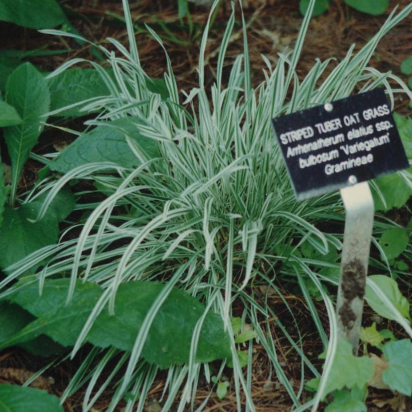 Tuber Oat Grass, Bulbous Oat Grass