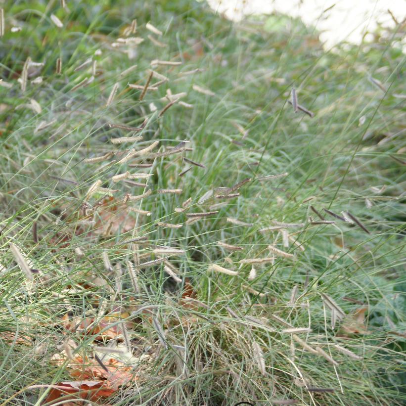 Blue Grama, Mosquito Grass