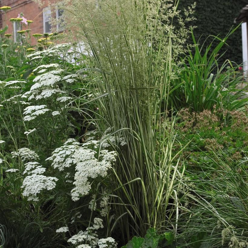 Avalanche Variegated Feather Reed Grass