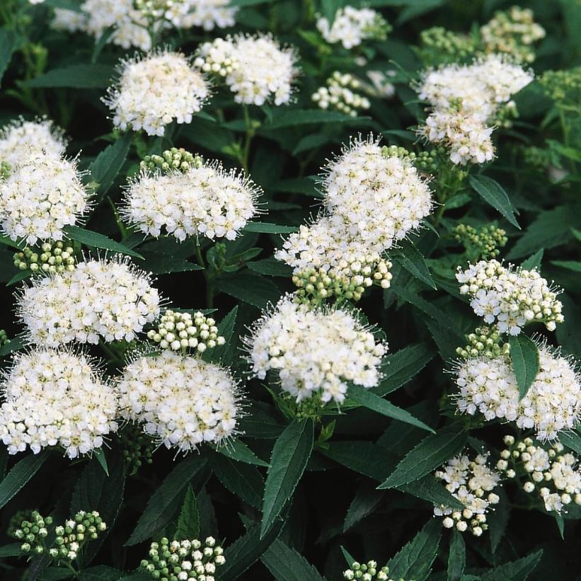 Japanese White Spirea