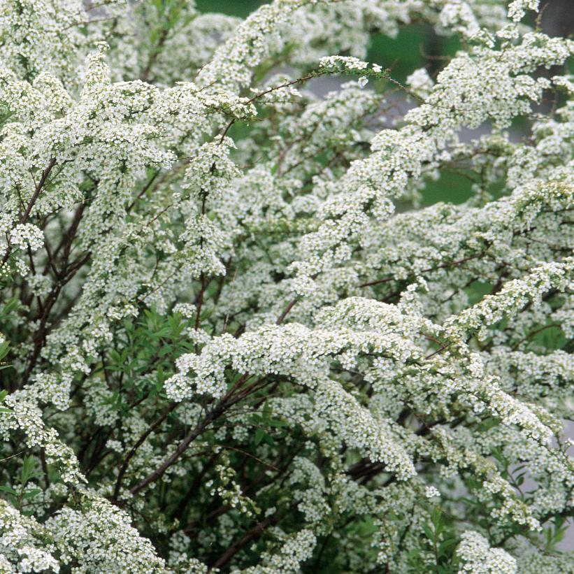 Dwarf Garland Spirea - Spiraea x arguta &