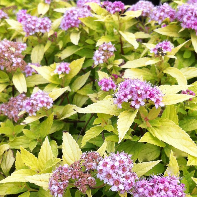 Gold Mound Spirea