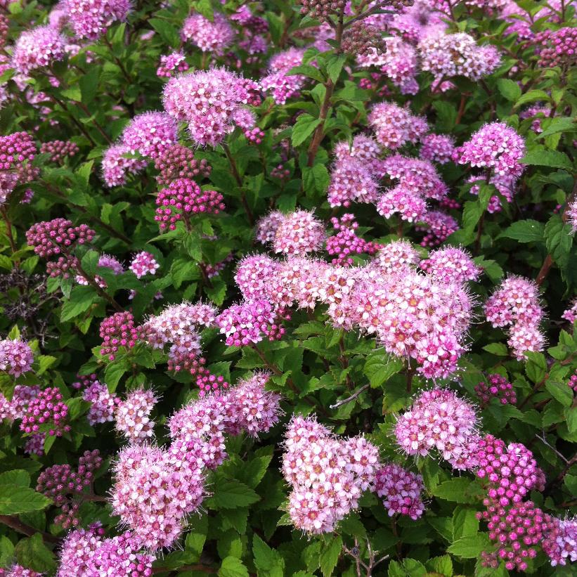 Nana Alpine Spirea