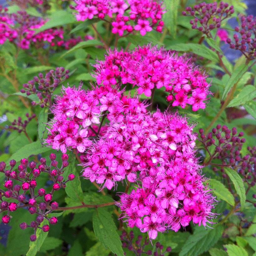 Anthony Waterer Spirea