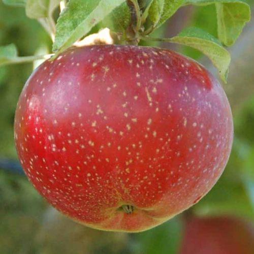 Lobo Apple