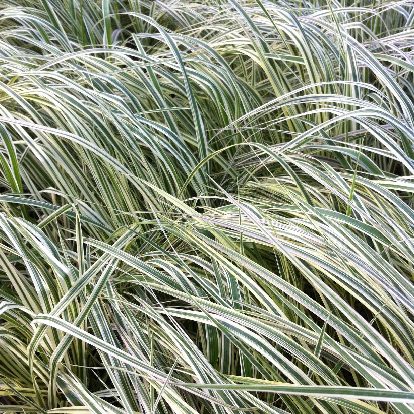 Variegated Feather Reed Grass - Calamagrostis acutiflora &