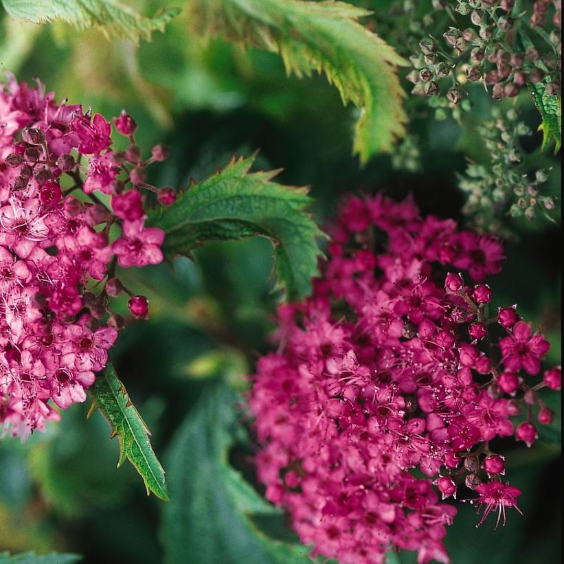 Crispa Crisp Leaf Spirea