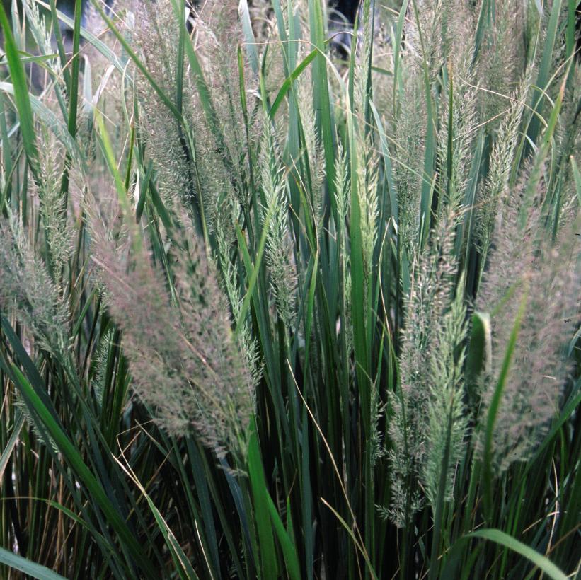 Autumn Feather Reed Grass, Korean Feather Reed Grass, Diamond Grass
