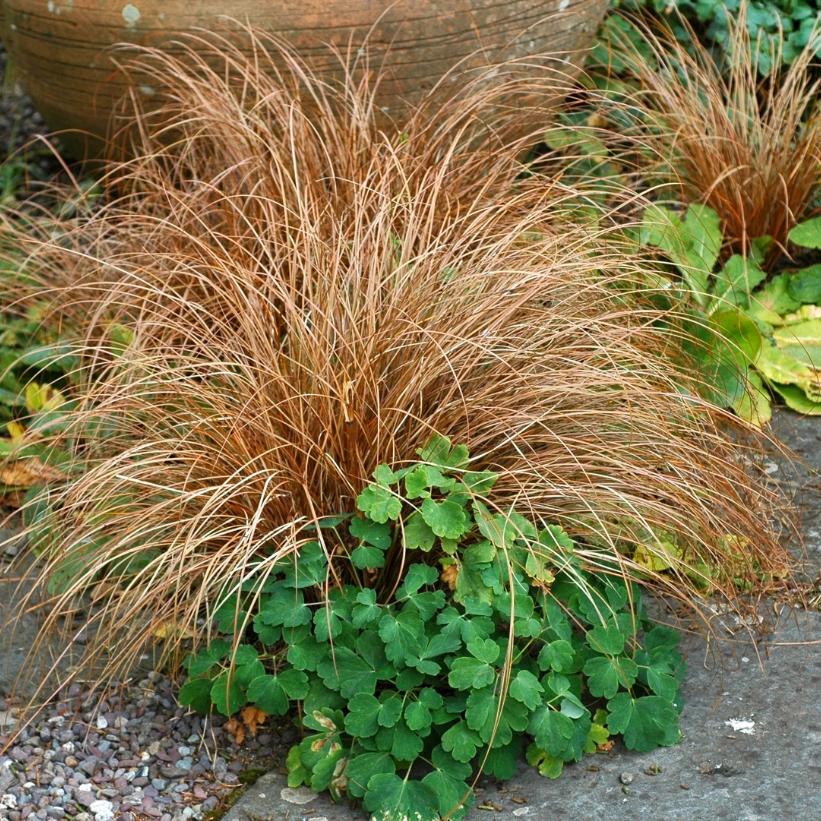 Red Fox Sedge, Leatherleaf Sedge