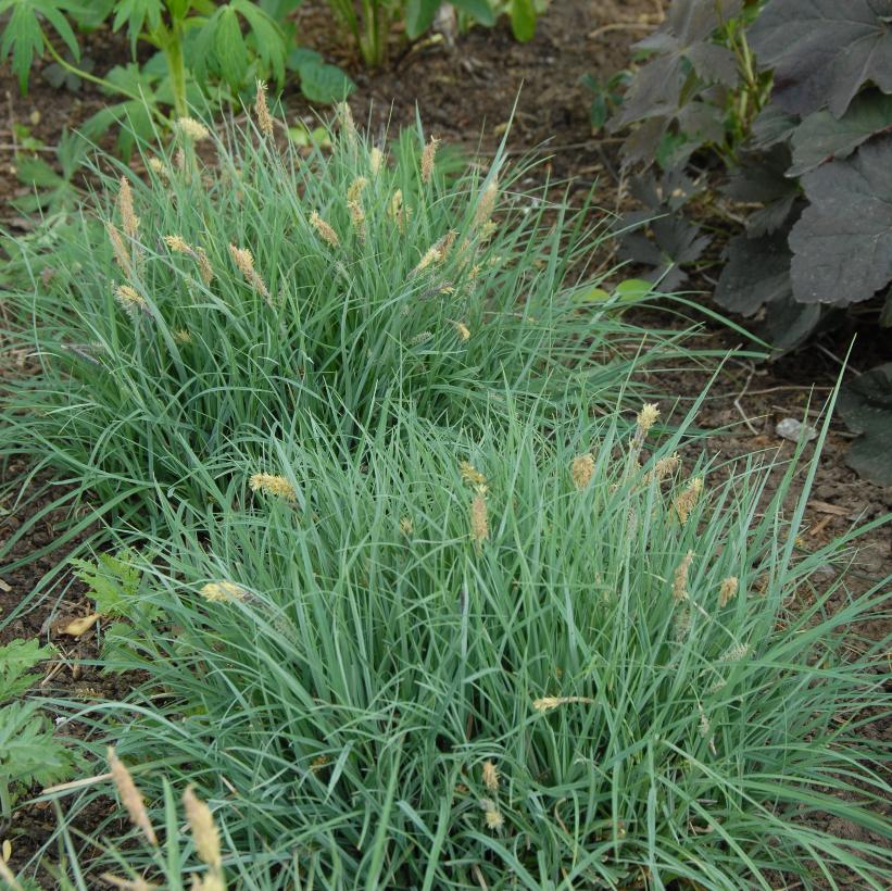 Blue Zinger Sedge